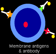 Membrane antigens
