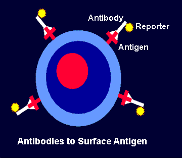 Cell surface antigens