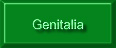 Genitalia