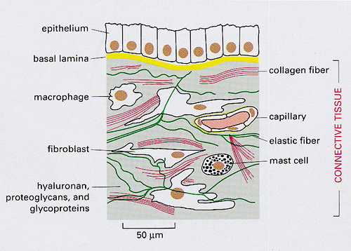 Extracellular Matrix Connective Tissue