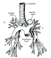 ความสัมพันธ์ระหว่าง main bronchus และ pulmonary artery ในระหว่างแตกแขนงย่อยของโครงสร้างทั้งสอง