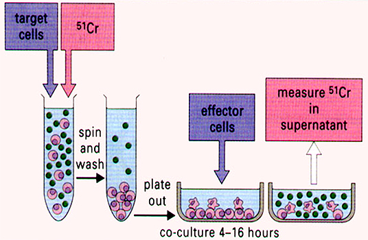 Cytotoxicity Assay by Chromium Release